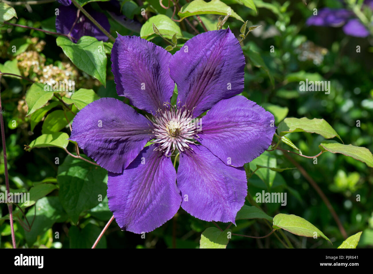 Clematis 'Gipsy Queen' eine große Spät blühenden Beschneidung Gruppe 3 blau Kletterer unter Holzbär, Juni Stockfoto