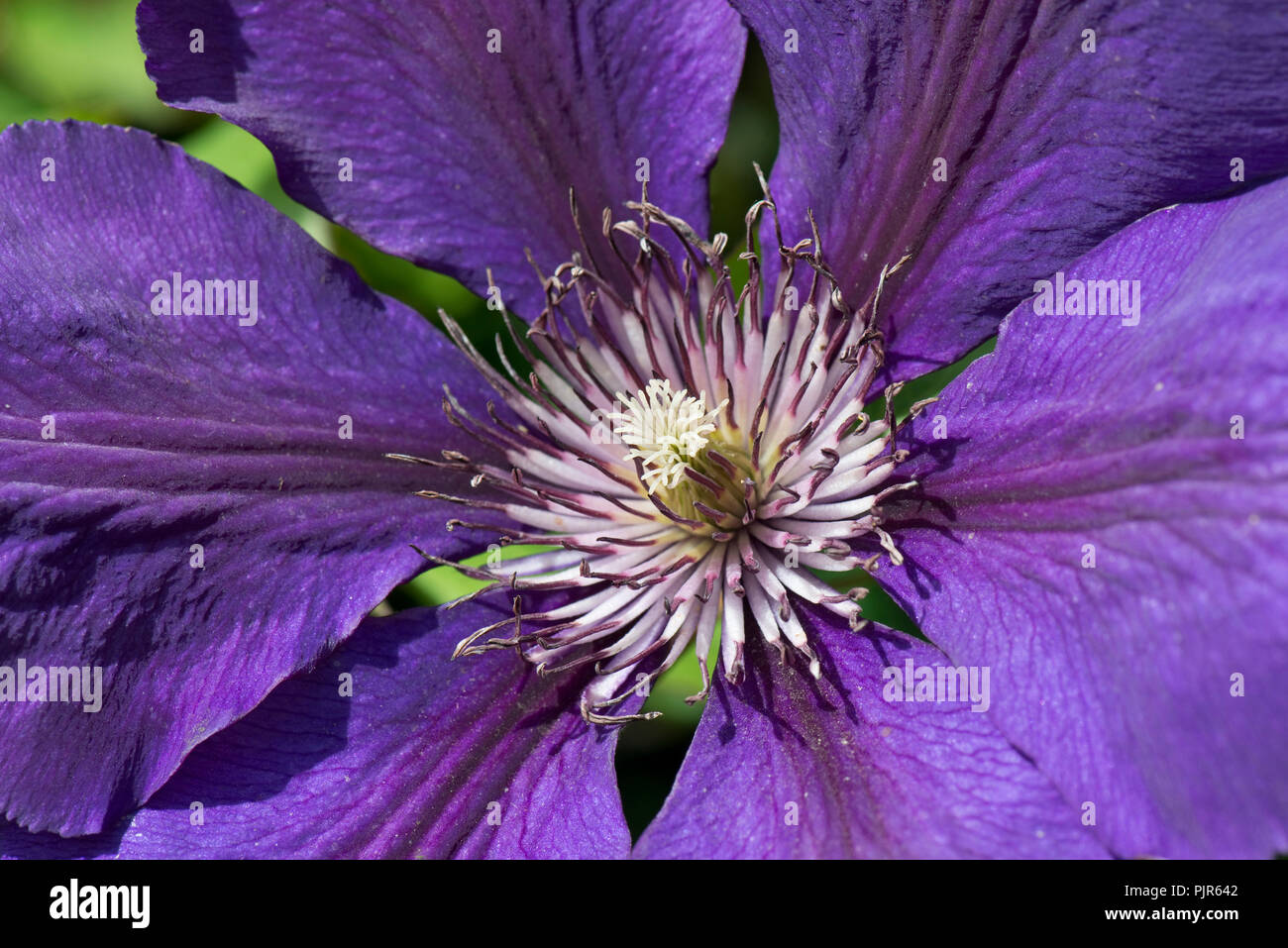 Clematis 'Gipsy Queen' eine große Spät blühenden Beschneidung Gruppe 3 blau Kletterer unter Holzbär, Juni Stockfoto