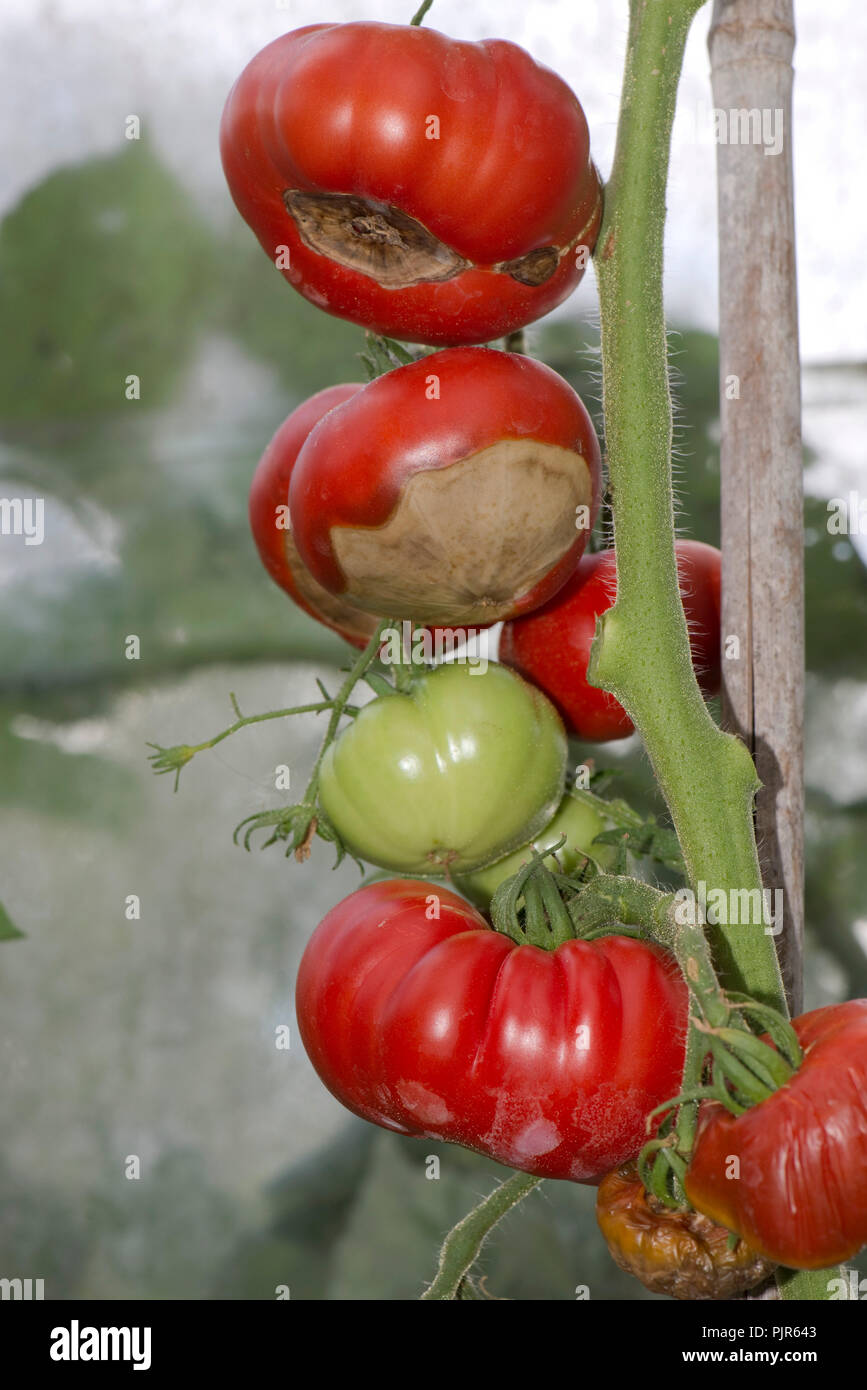 Gewächshaus Tomaten auf Stöcken, wo die Frucht von schweren Blütenendenfäule leidet, August Stockfoto