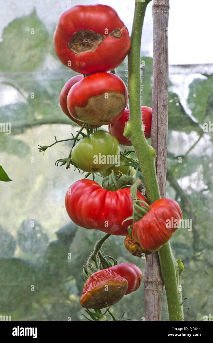 Gewächshaus Tomaten auf Stöcken, wo die Frucht von schweren Blütenendenfäule leidet, August Stockfoto