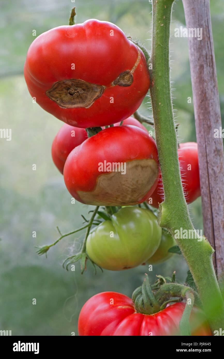 Gewächshaus Tomaten auf Stöcken, wo die Frucht von schweren Blütenendenfäule leidet, August Stockfoto