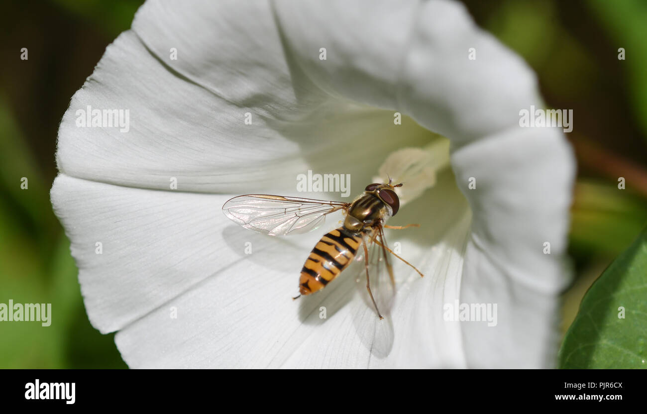 Marmelade hoverfly Fütterung auf die Blume eines Acker-winde Stockfoto