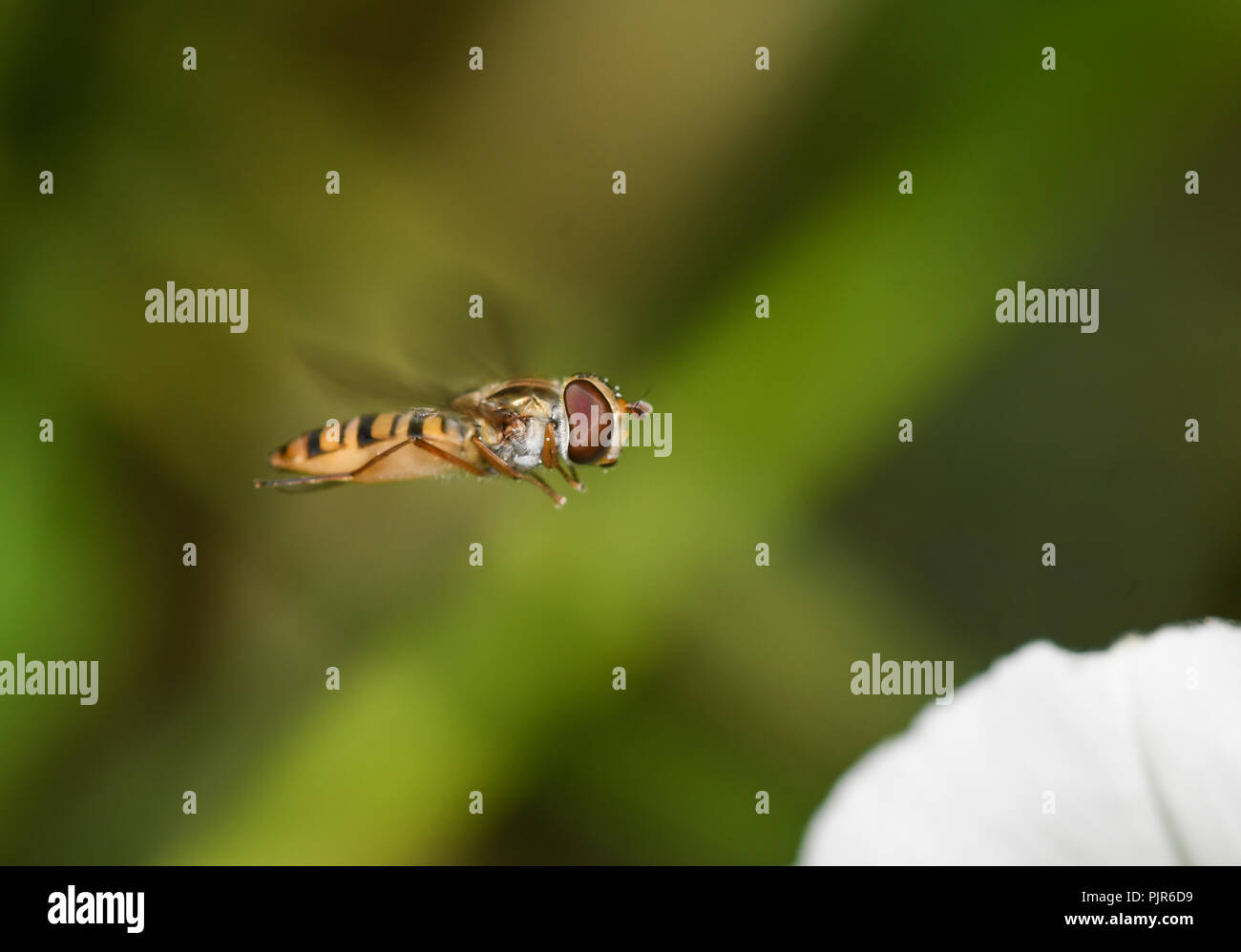 In der Nähe von Marmalade hoverfly syrphid im Flug Stockfoto