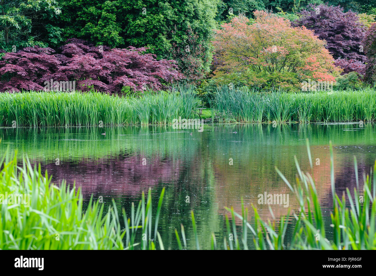 Bäume mit bunten Blättern in einem großen Garten Teich wider Stockfoto