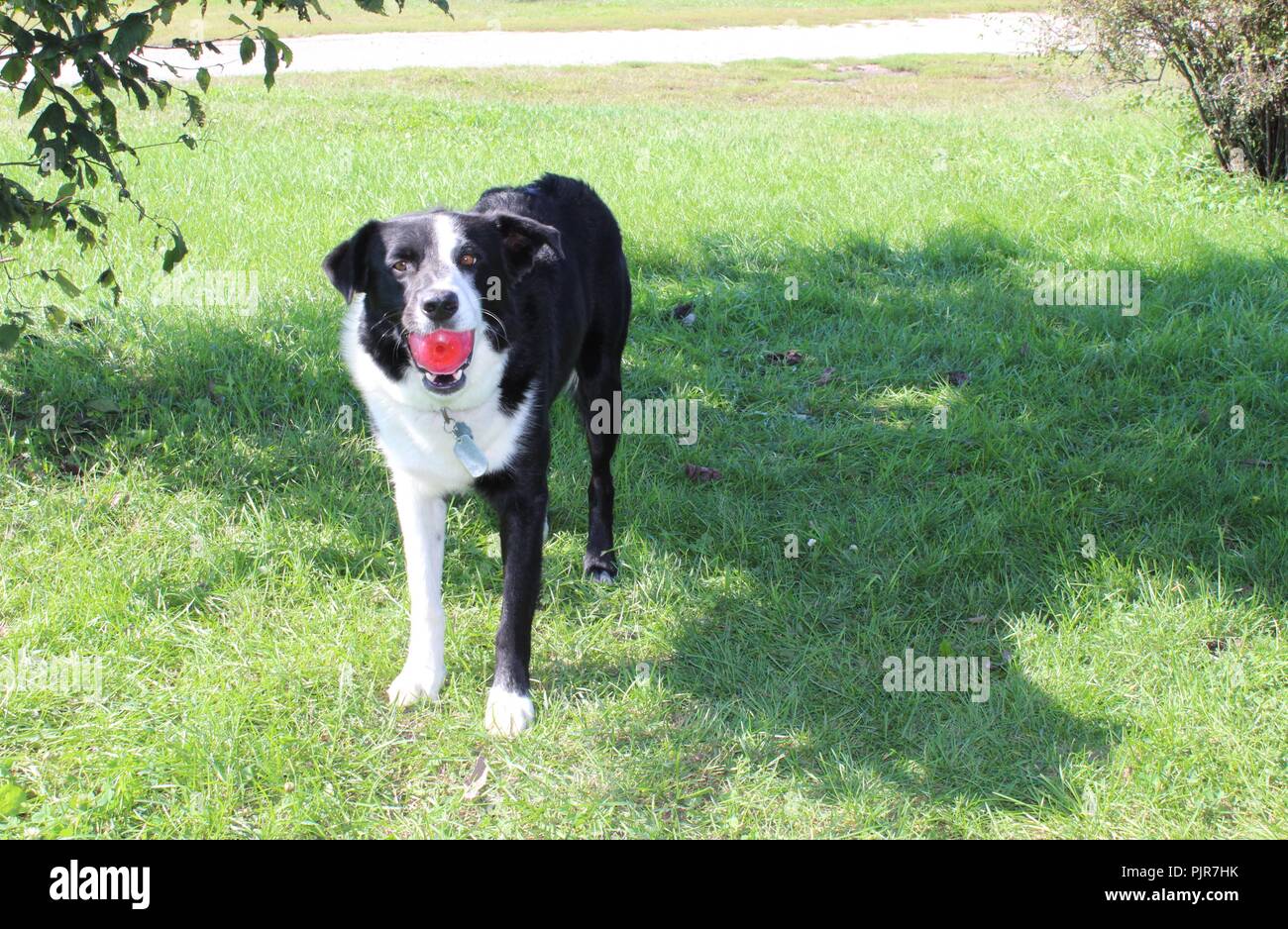 Border Collie Australian Shepherd spielt, heult, ruht sich aus, wacht und genießt den Tag Stockfoto