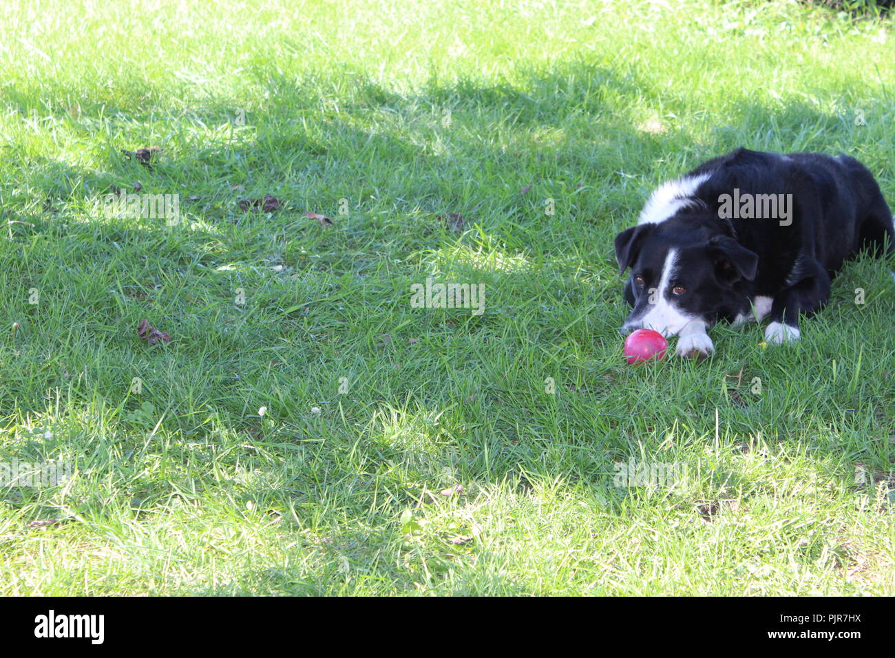 Border Collie Australian Shepherd spielt, heult, ruht sich aus, wacht und genießt den Tag Stockfoto