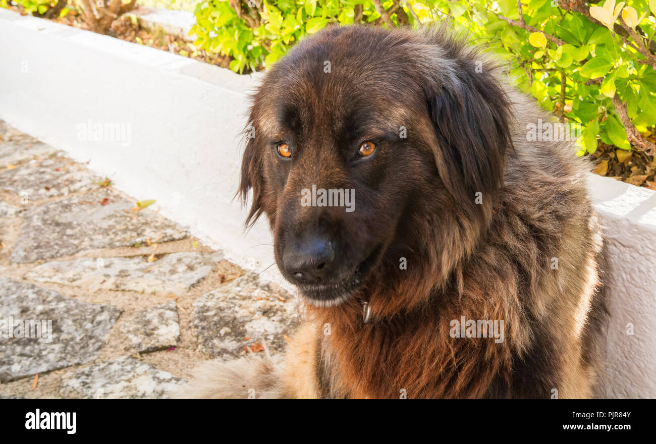 Ein Serra da Estrela portugiesische Hund im Garten - Alamy