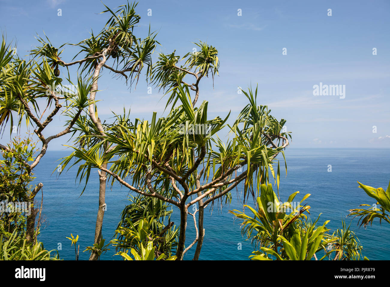 Pandanus-palmen, Kauai Stockfoto