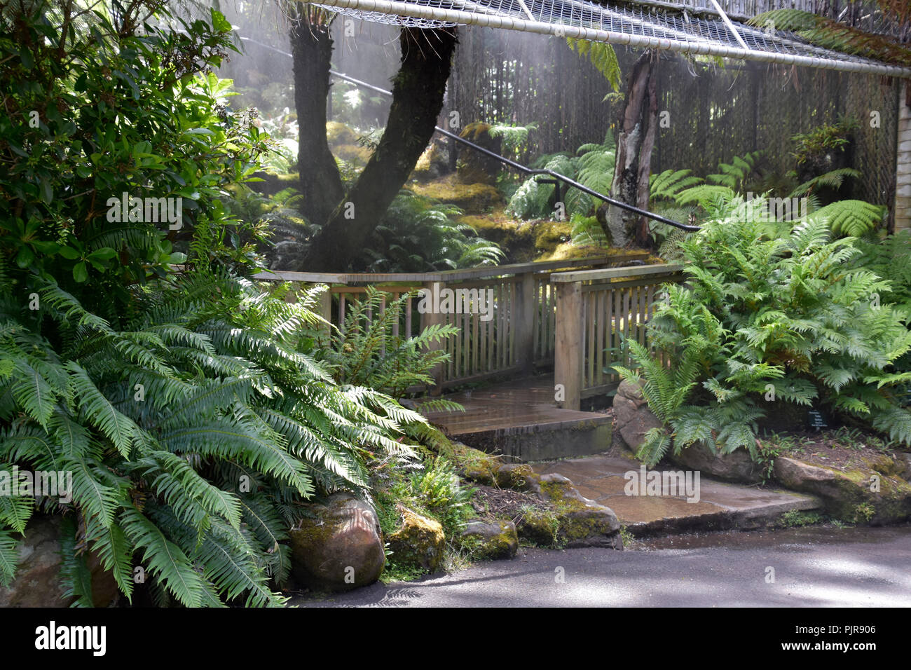 RAIN FOREST GARDEN Stockfoto