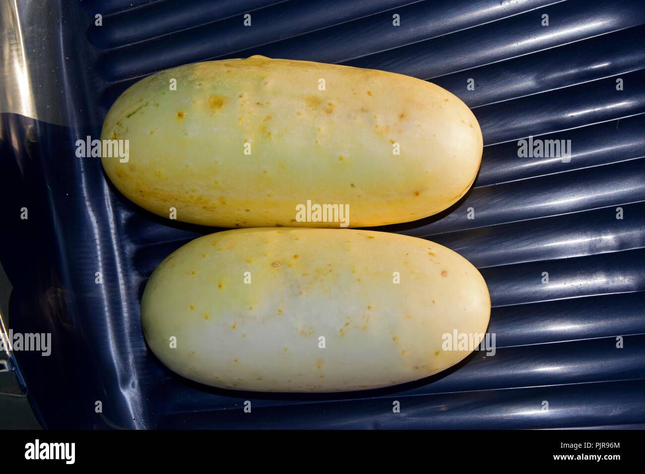 Zwei gelbliche, reife Gurken Obst in Nahaufnahme Stockfoto