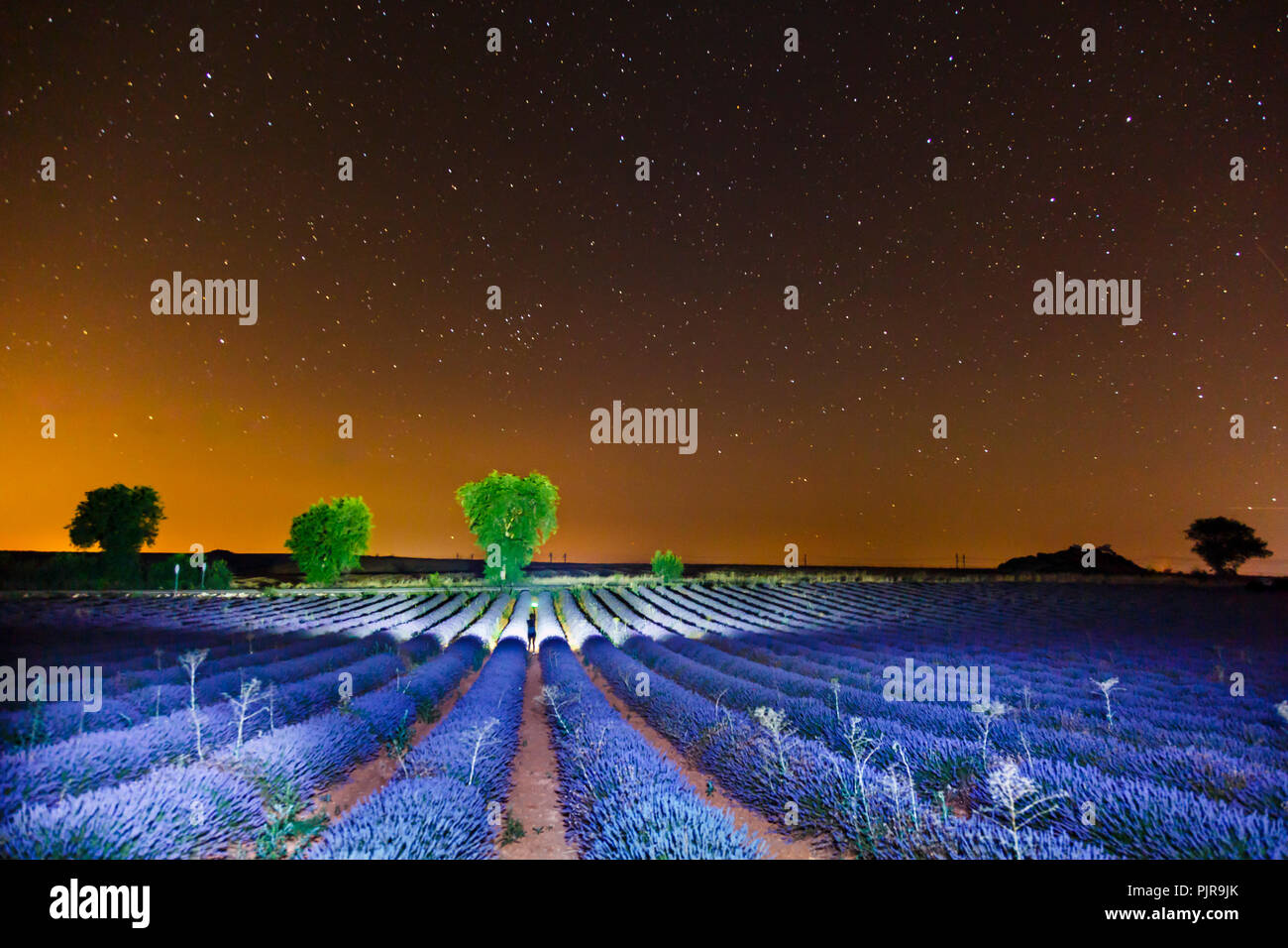 Lavendelfelder in der Nacht. Stockfoto
