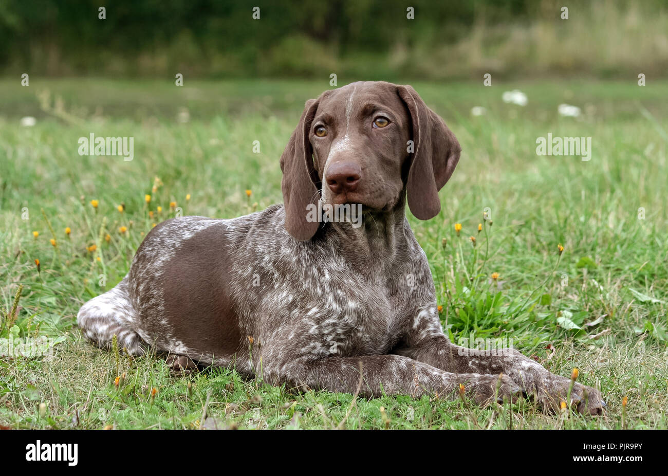 Deutsch Kurzhaar Pointer, deutschen kurtshaar ein Welpe liegend auf grünem Gras entdeckt, auf der Suche direkt in die Augen schauen, intelligente und süßen Hund, Stockfoto