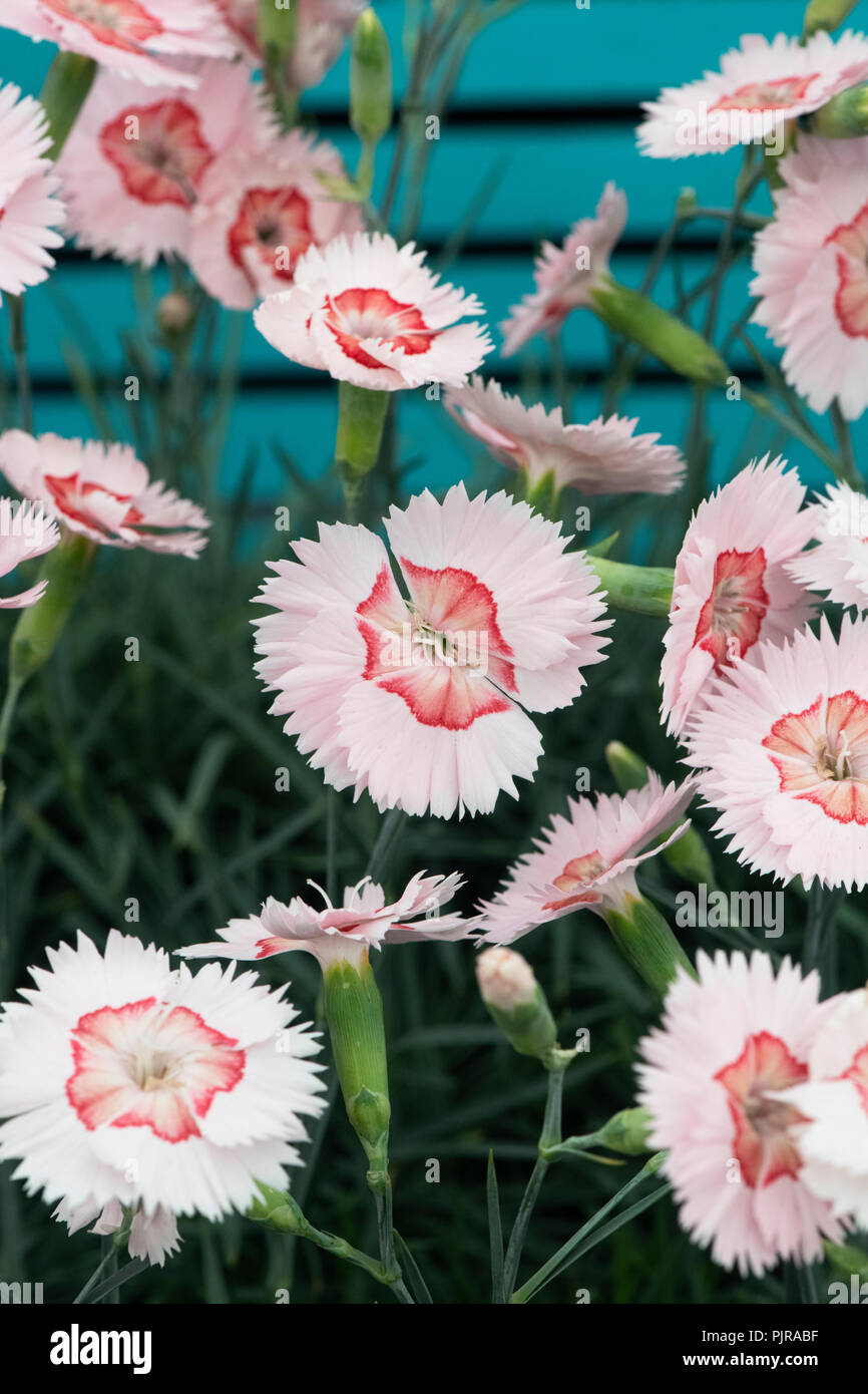 Dianthus 'Tequila Sunrise' Blumen. Cespitosa Gruppe. Cocktails Serie. Großbritannien Stockfoto