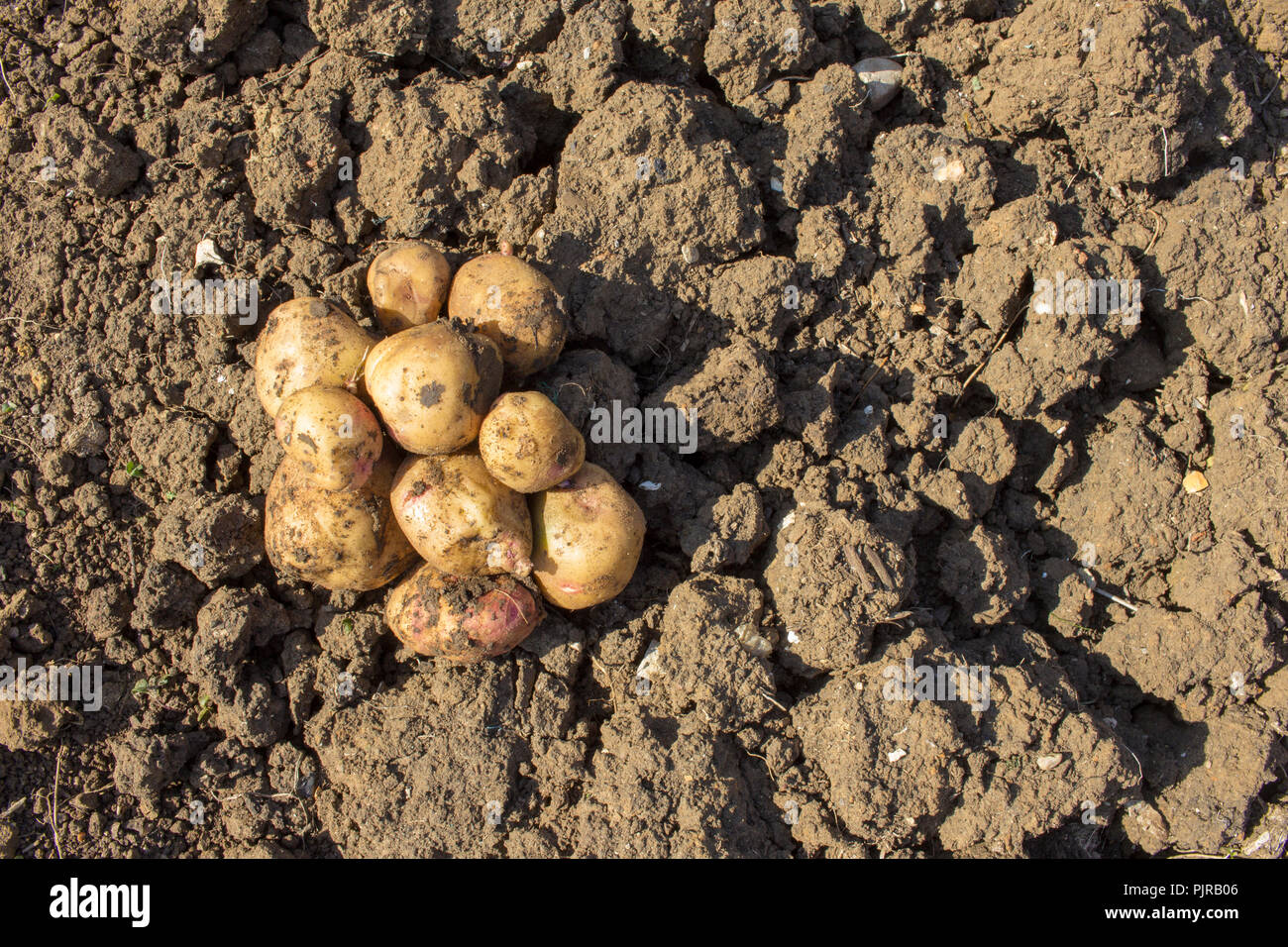 Overhead shot Neu ausgegraben, leicht unförmigen Kartoffeln auf den Boden gedreht (horizontale Ausrichtung mit Platz für kopieren) Stockfoto