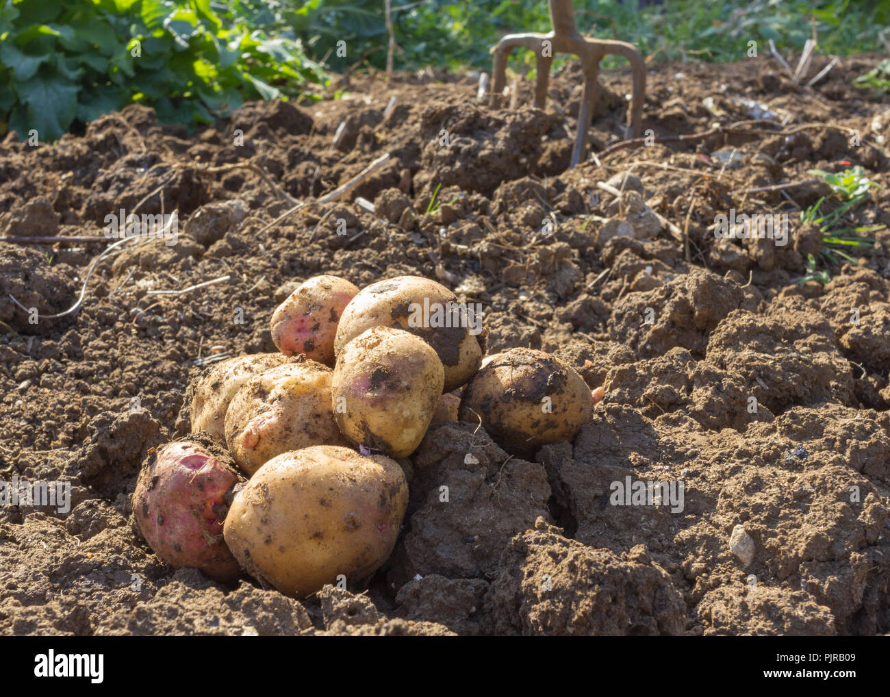 Niedrige Schräge Sicht der vor kurzem ausgegraben Kartoffeln liegen auf dem Boden mit Garten Gabel in der Halterung (horizontale Ausrichtung mit Platz für kopieren) Stockfoto