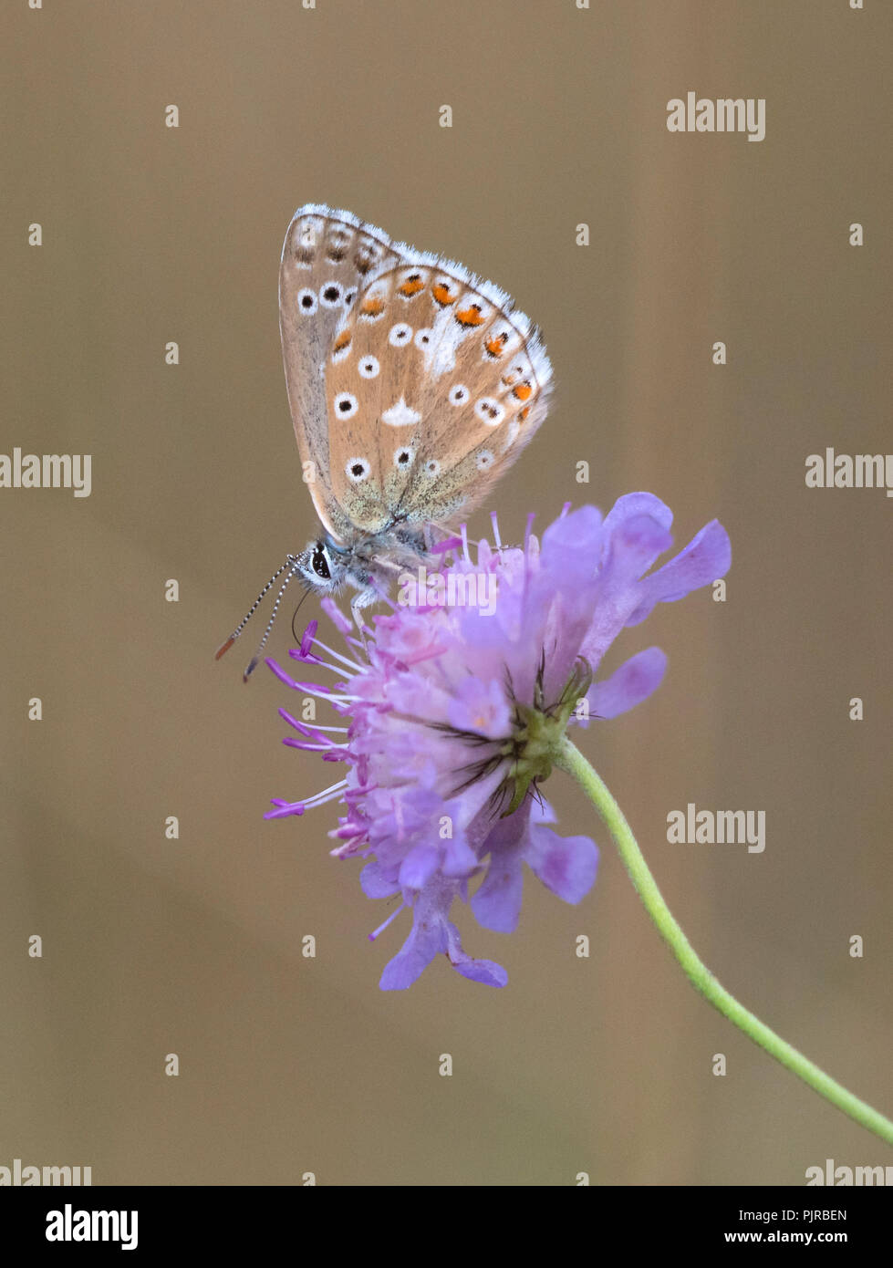 Adonis blue butterfly Polyommatus bellargus erwachsenen männlichen Unterseite zu einem Butterfly Conservation Reserve auf Jura Kalkstein in Gloucestershire, Großbritannien Stockfoto