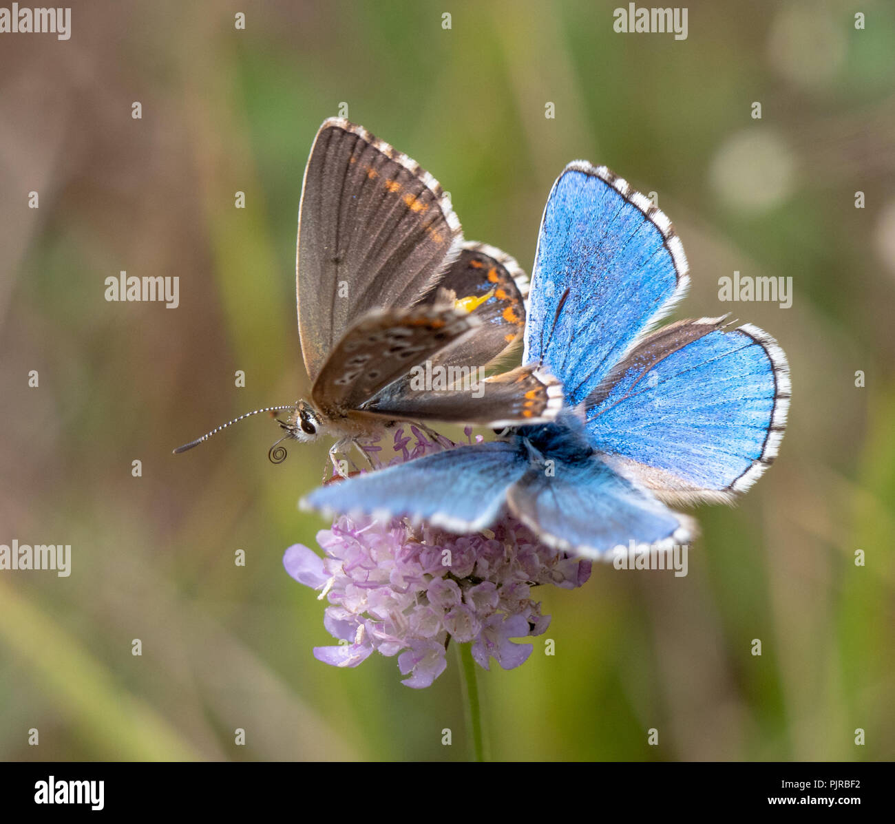 Adonis blue butterfly Polyommatus bellargus Männlichen und Weiblichen zu einem Butterfly Conservation Reserve auf Jura Kalkstein in Gloucestershire, Großbritannien Stockfoto