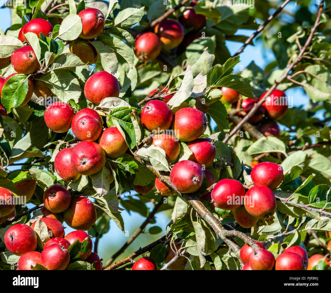 Rote Äpfel in einem Somerset Orchard im Spätsommer Reif UK Stockfoto