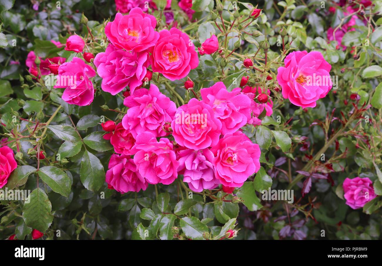 Rose Gertrude Jekyll in der Nähe der Passage West, Cork, Irland Stockfoto