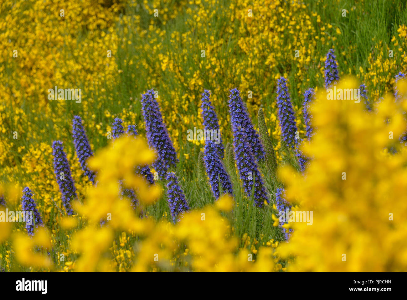 Besen, Echium candicans - Madeira - der addierer Kopf, Zentralgebirge, Madeira, Portugal, im Ginster, Echium candicans - Madeira-Natternkopf Stockfoto