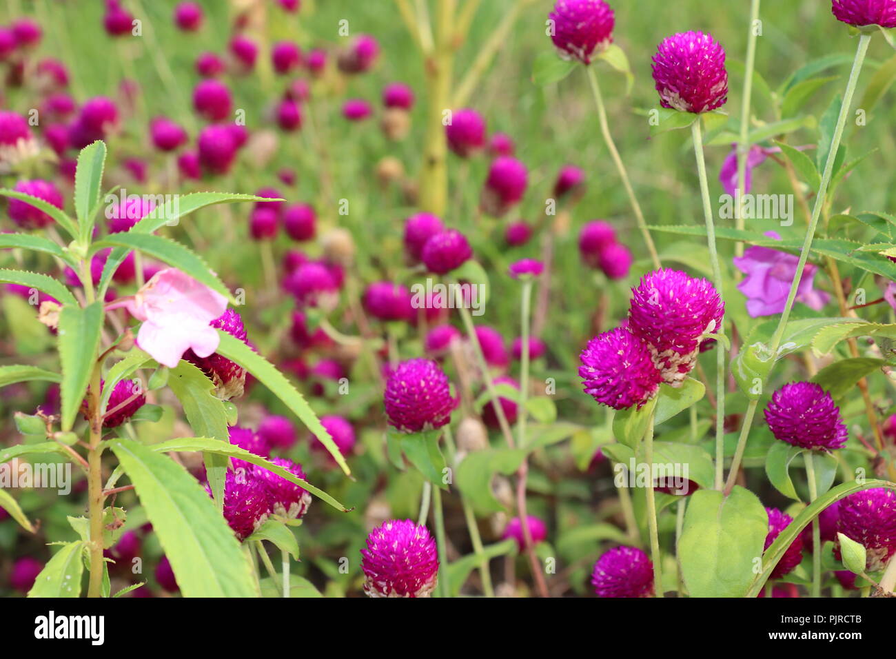 Allium lila Blumen wachsen im Garten.lila und violette Blumen von