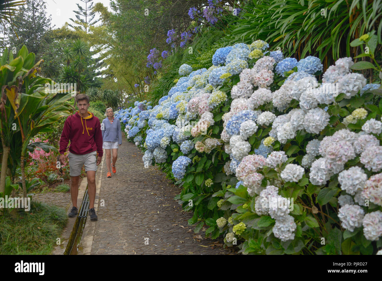 Hortensien (Hydrangea), der tropische Garten Monte Palace, Monte, Funchal, Madeira, Portugal, Hortensien (Hydrangea) Stockfoto