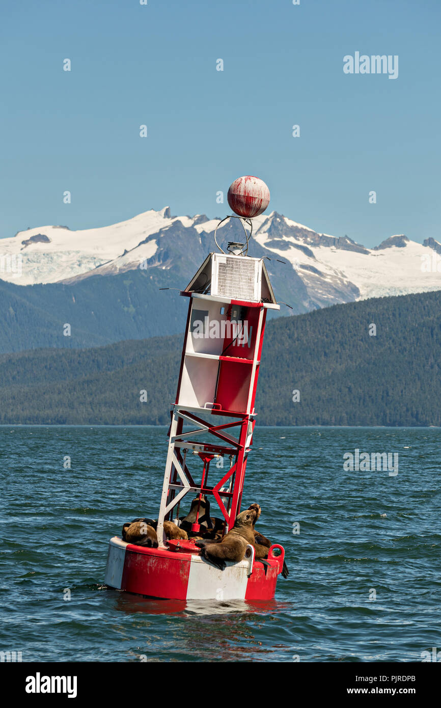 Stellar Seelöwen auf einer Navigation in der Frederick Sound in Petersburg Island, Alaska Boje. Die seelöwen die Boje Jagd Packungen mit Orcas, die häufig die Ares in den Sommermonaten zu vermeiden. Stockfoto