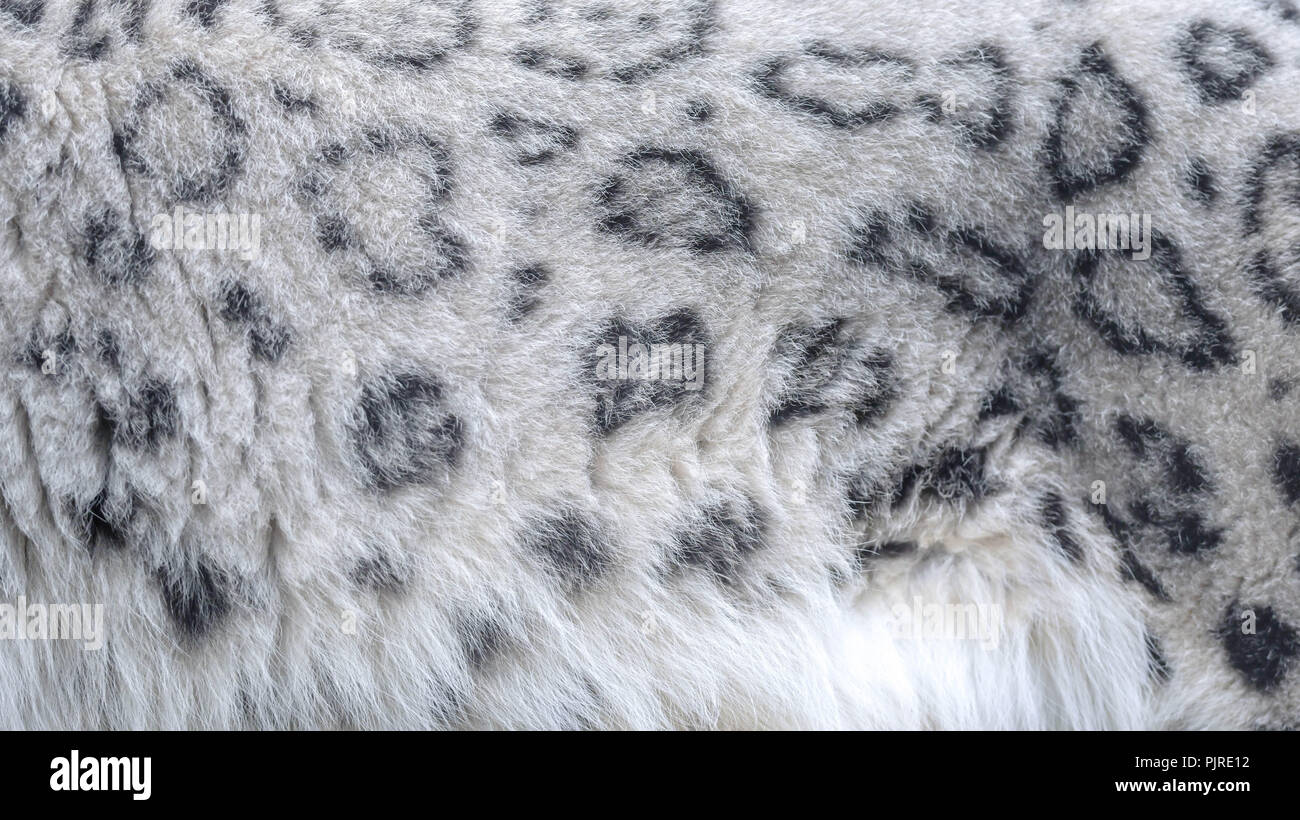 Nahaufnahme des Snow Leopard Fell Stockfoto