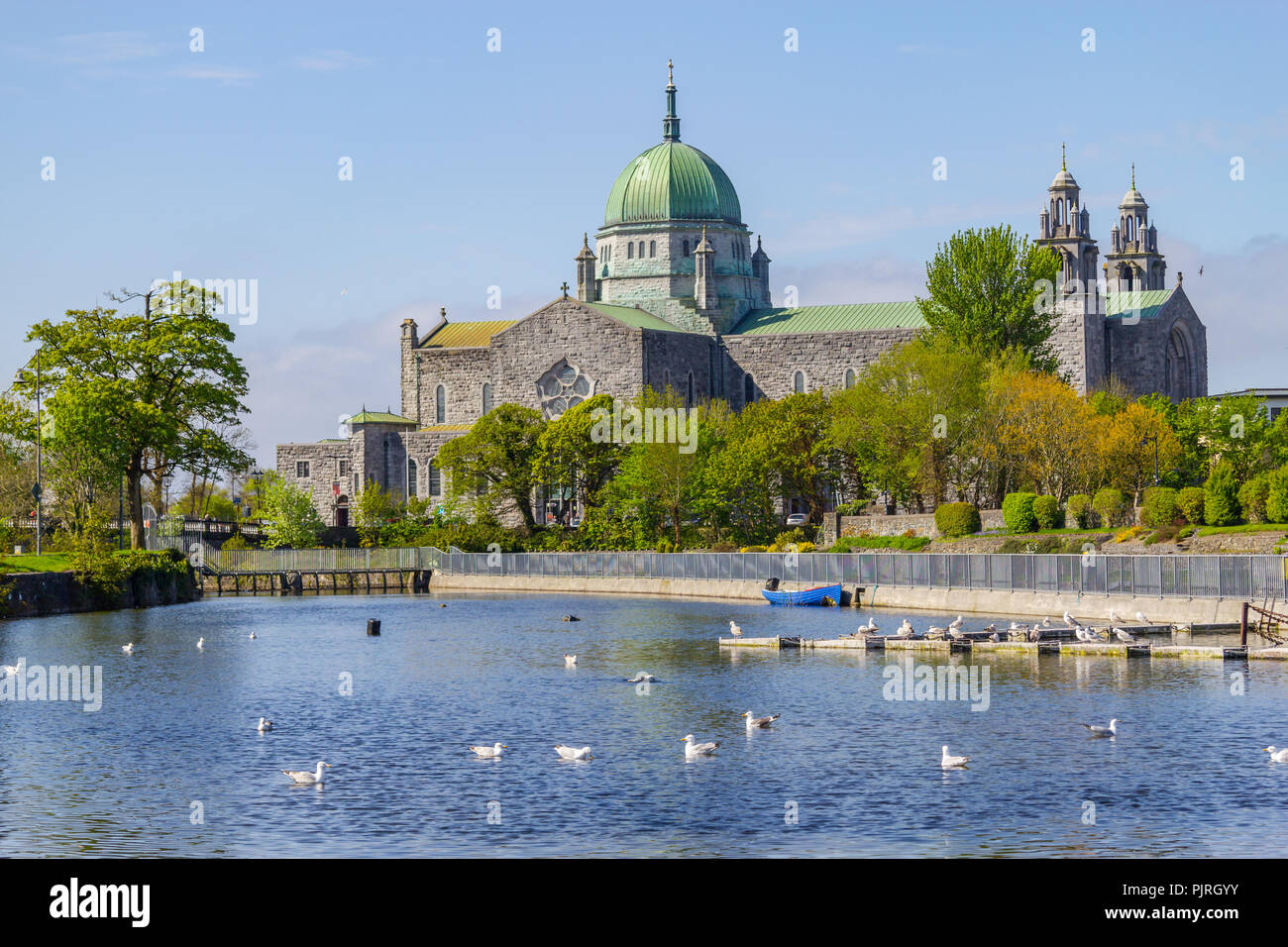 Möwen Schwimmen im Fluss Corrib und Galway Kathedrale im Hintergrund, Galway, Irland Stockfoto