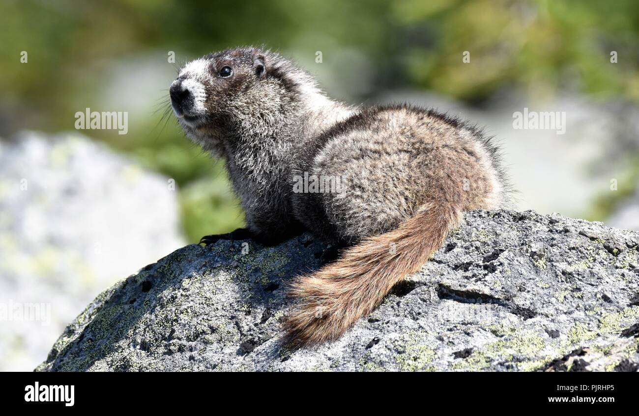 Hoary Marmot, über den Wolken Berge in Whistler, British Columbia, Kanada. Stockfoto