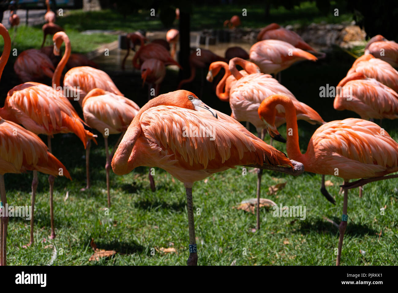 Rosa Flamingos Stockfoto