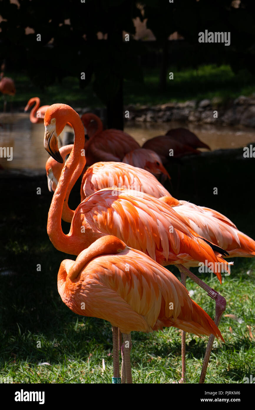 Rosa Flamingos Stockfoto