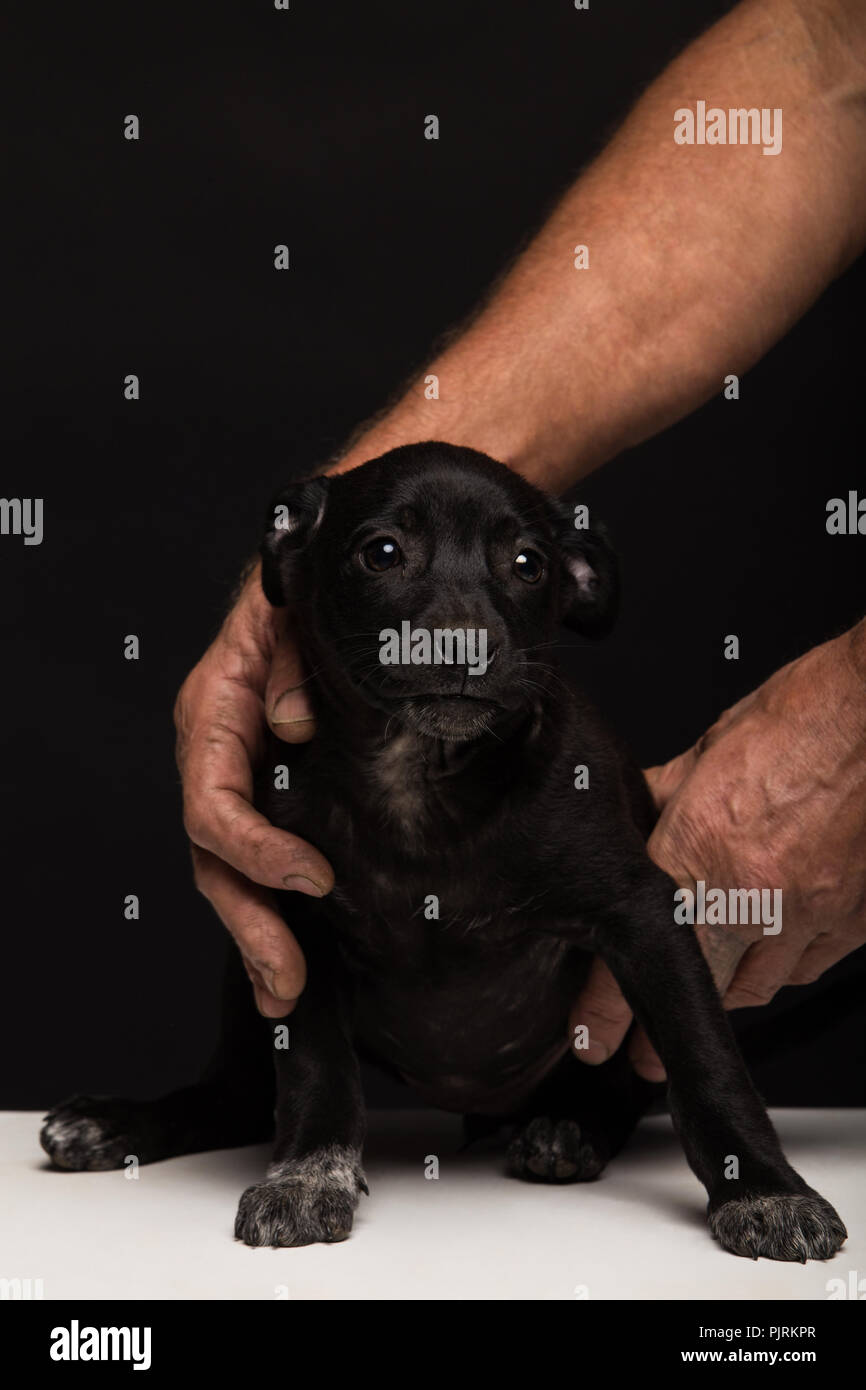 Hände Männer vorsichtig einen kleinen Hund auf schwarzem Hintergrund. Studio shooting Stockfoto