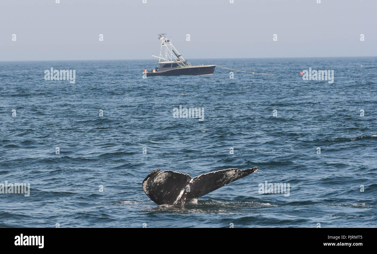 Ein Buckelwal dreht seinen Schwanz über der Oberfläche in der Massachusetts Bay, mit einem Fischerboot im Hintergrund. Stockfoto