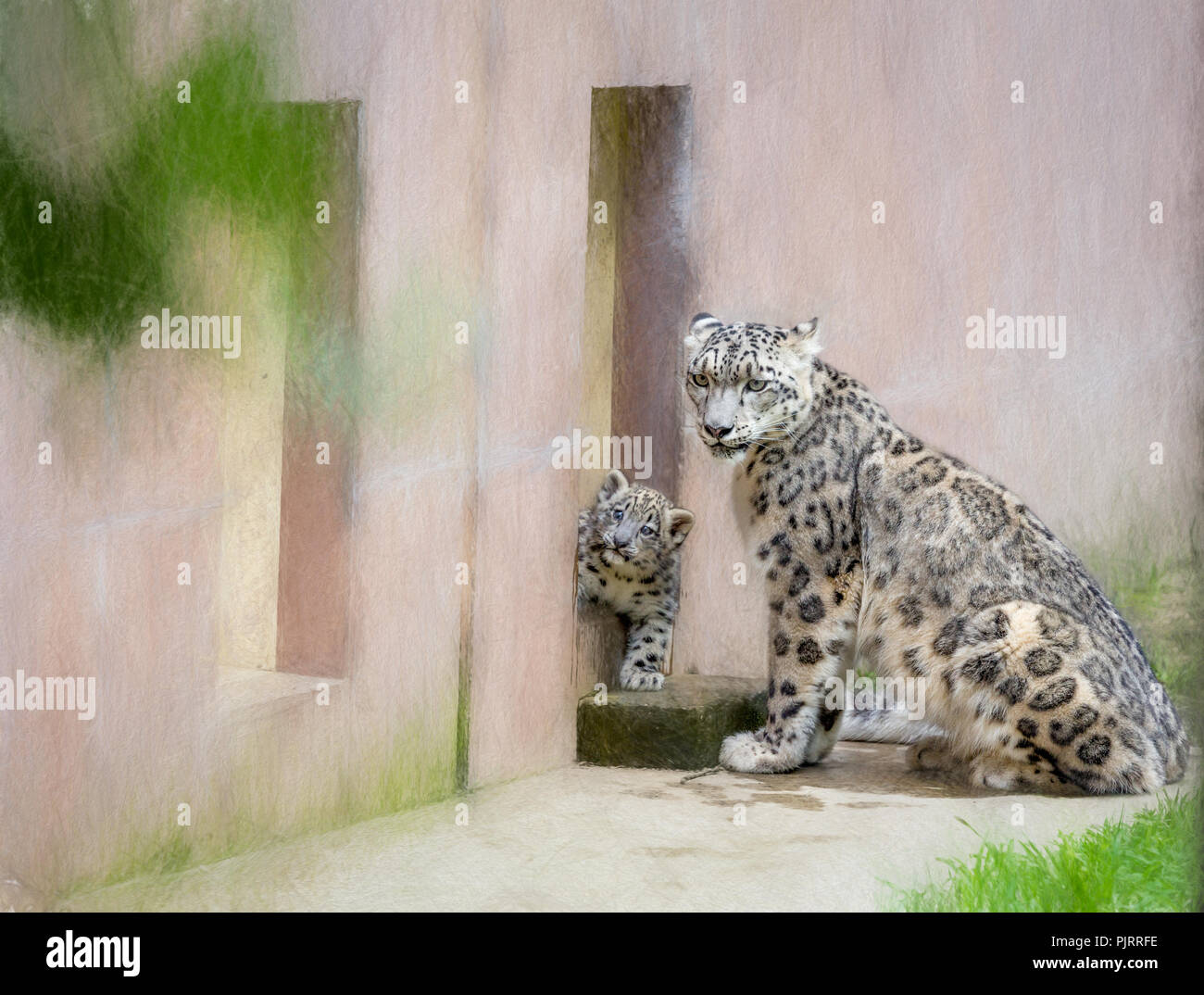 Ein Snow Leopard und ihr Junges in einem Zoo in New Jersey. Stockfoto