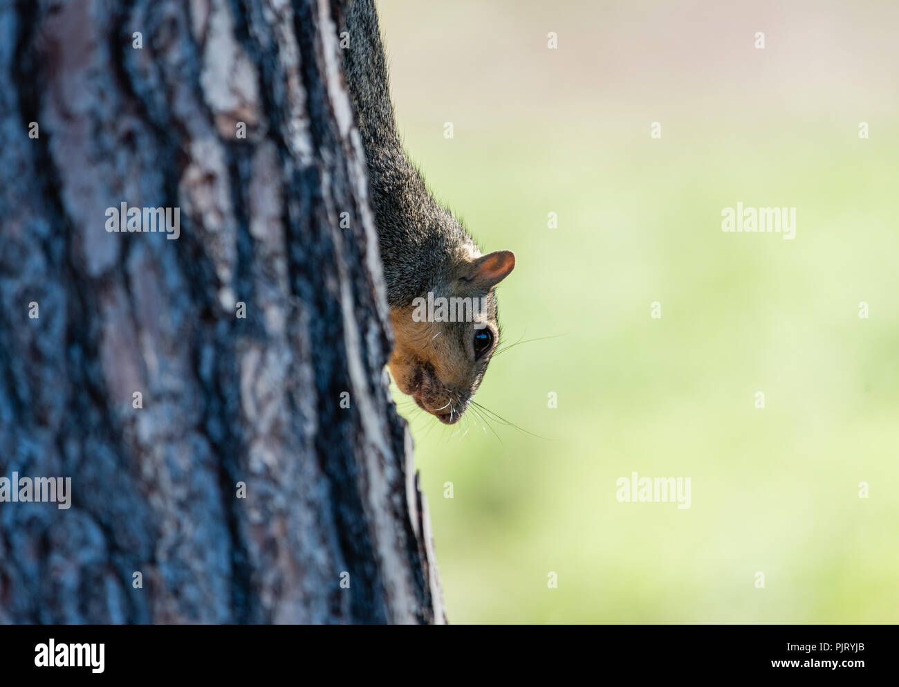 Niedliche Eichhörnchen am See Balboa Park in Los Angeles, Kalifornien, der sich hinter dem Baum Stockfoto