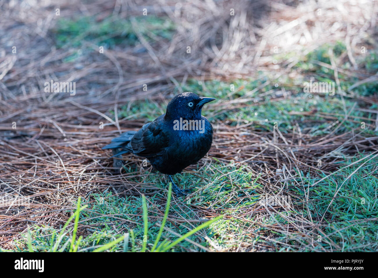 Brewer blackbird am See Balboa Park in Los Angeles, Kalifornien Stockfoto