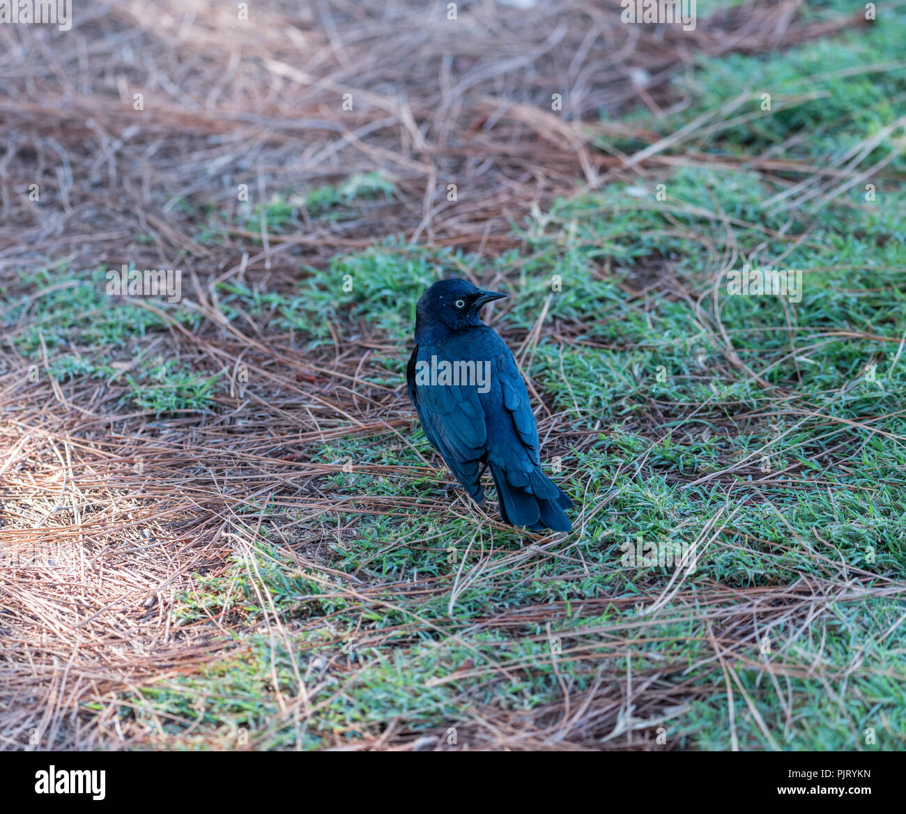 Brewer blackbird am See Balboa Park in Los Angeles, Kalifornien Stockfoto