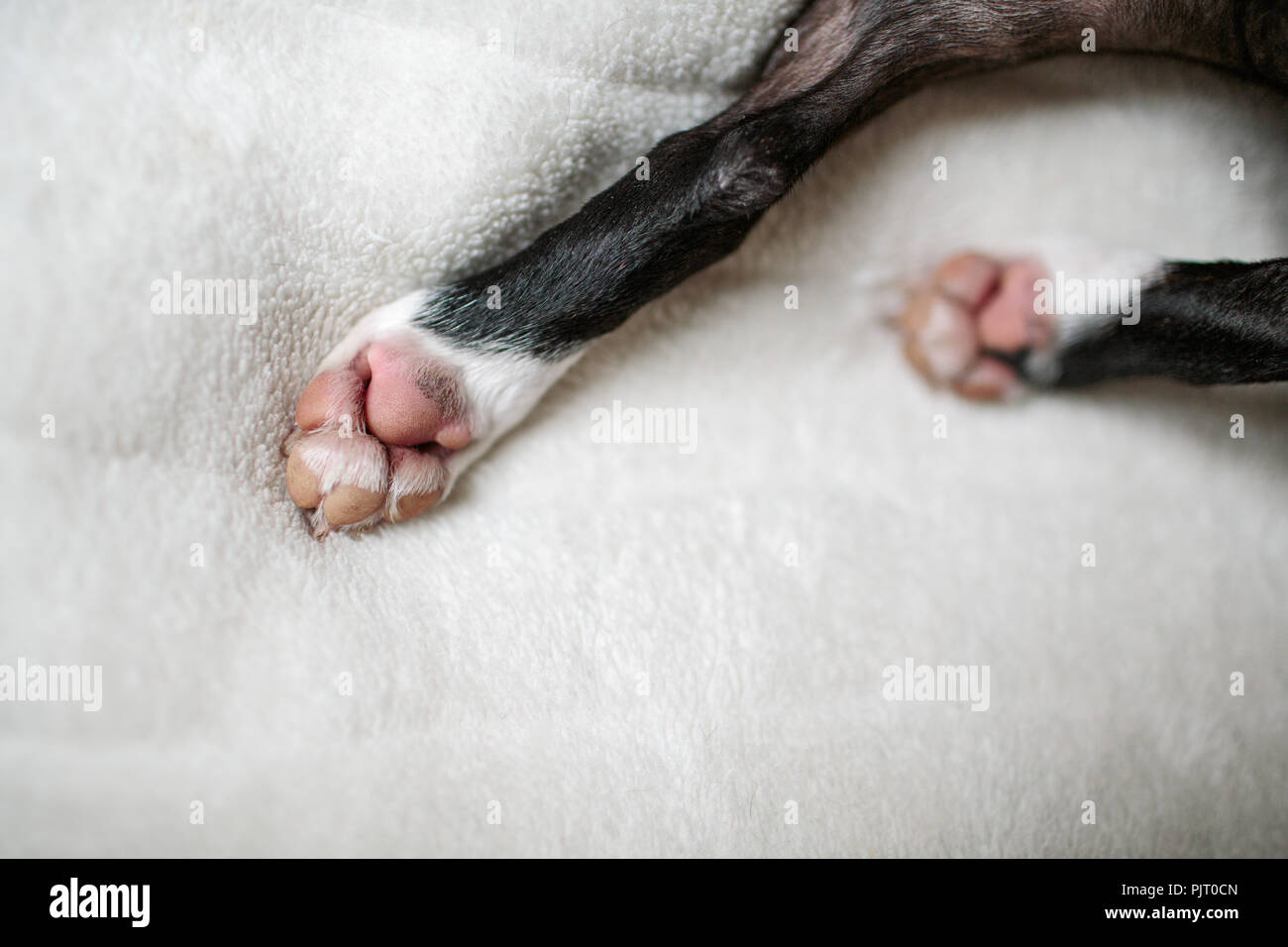 Close Up Portrait von einem Boston Terrier Hund zu Hause auf ihre Decke Stockfoto