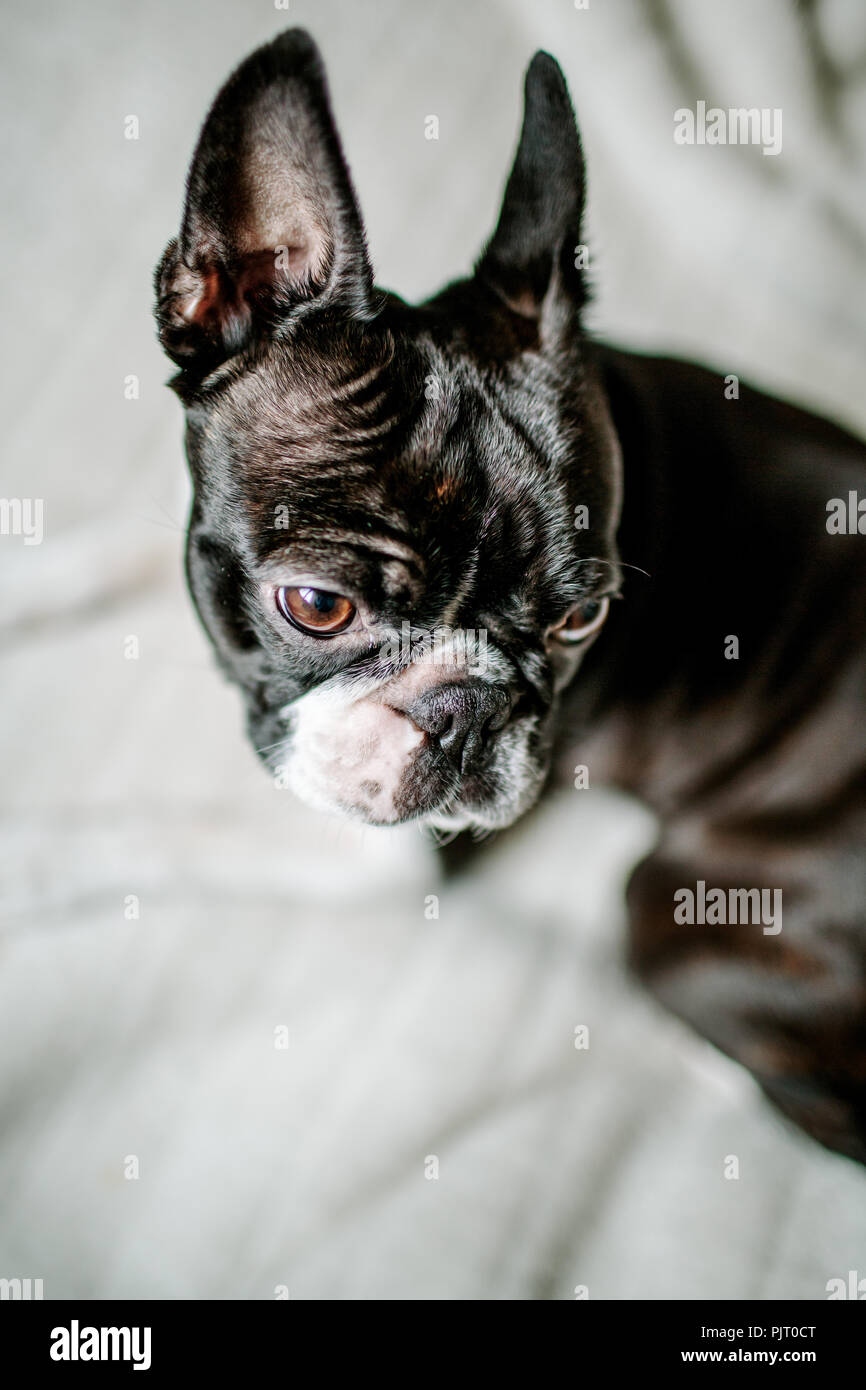 Close Up Portrait von einem Boston Terrier Hund zu Hause auf ihre Decke Stockfoto