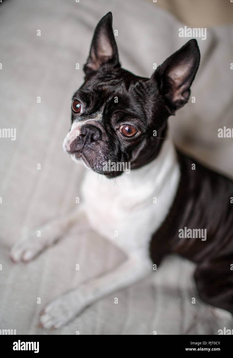 Close Up Portrait von einem Boston Terrier Hund zu Hause auf ihre Decke Stockfoto