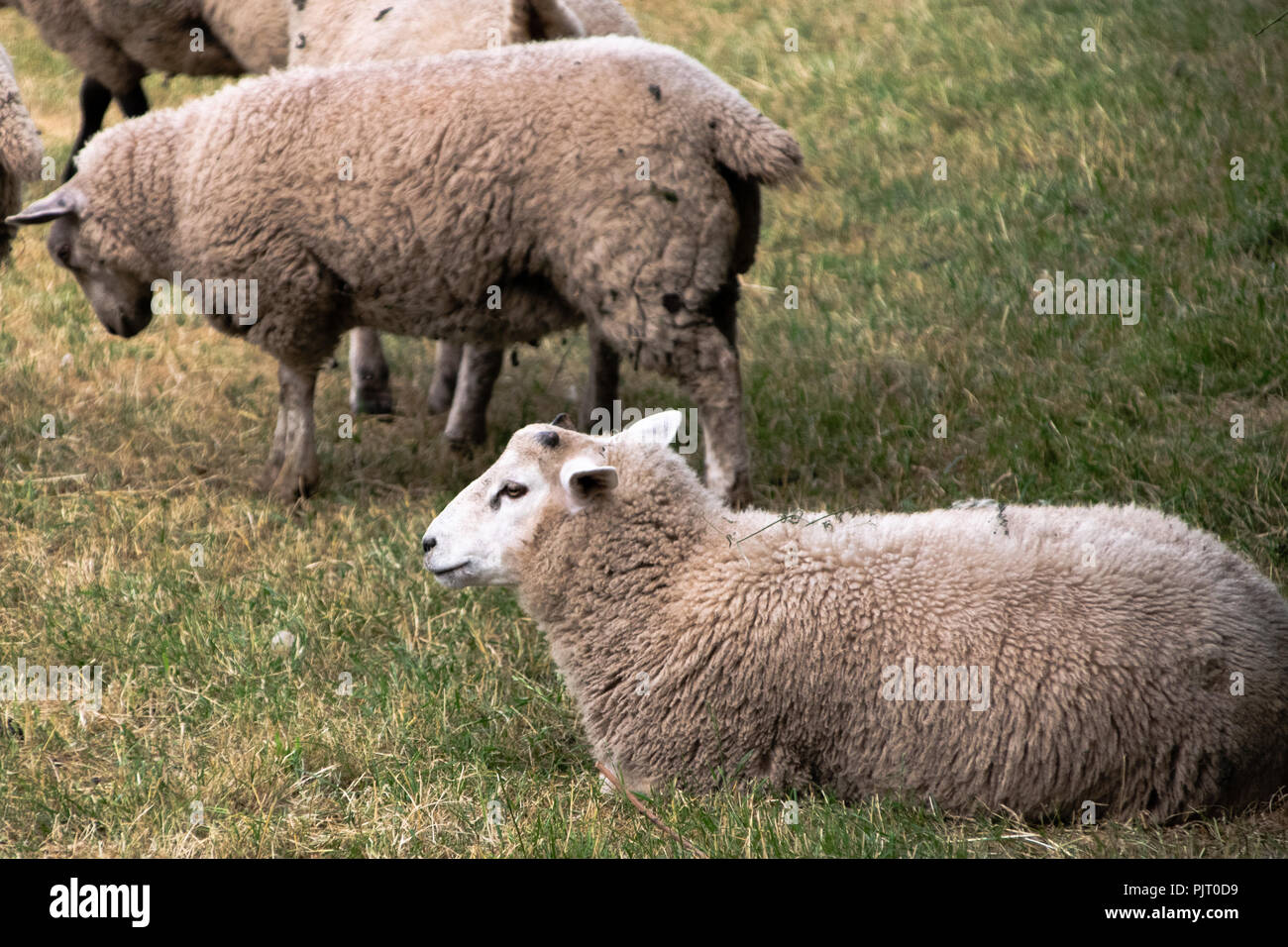Schafe auf einer Weide auf einem Bauernhof in Brecon Beacons, Wales Stockfoto