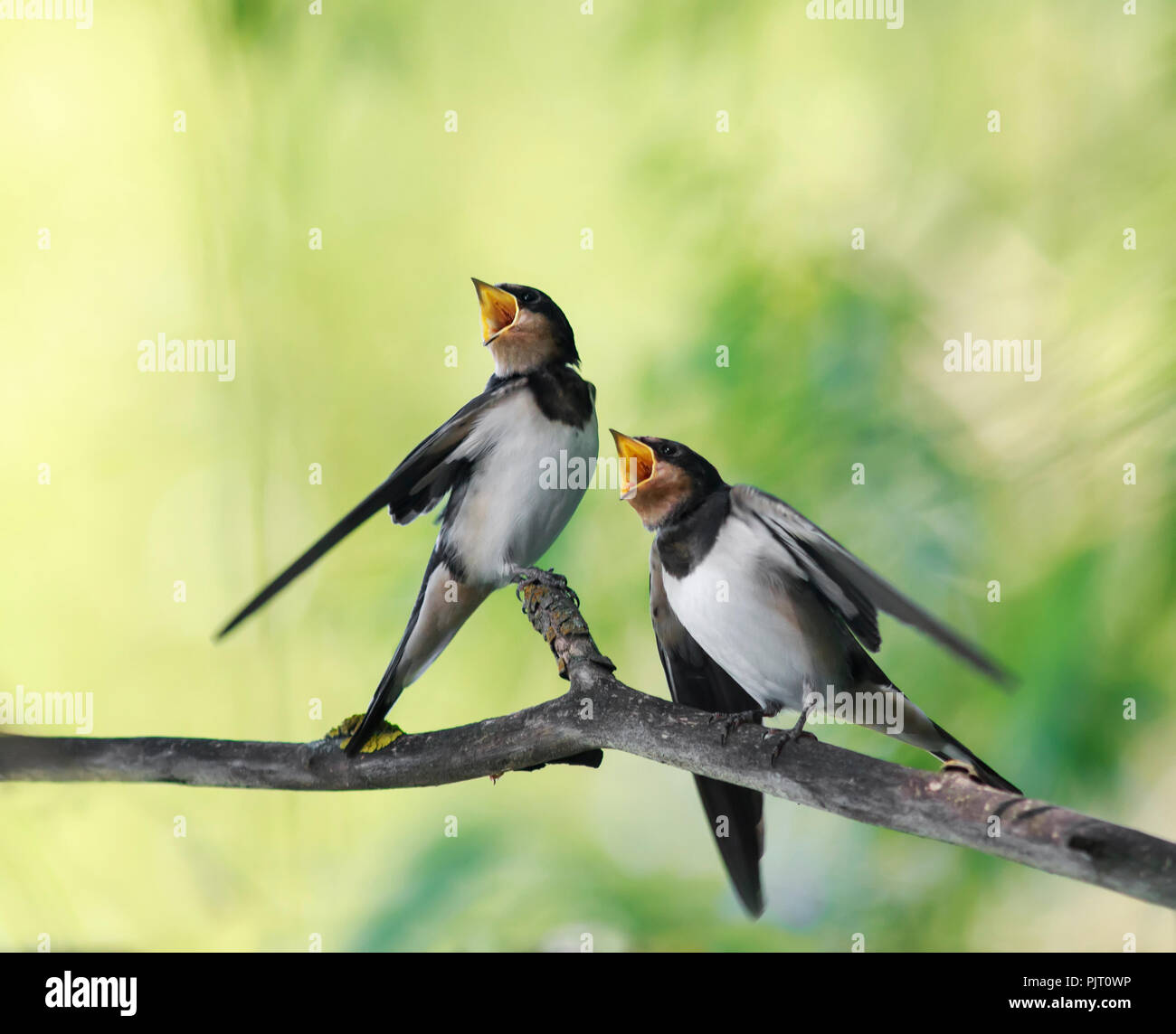 Wenig hungrig Küken Vögel Dorf Schwalben sitzen auf der Frost über ein Reservoir und deckte ihre kleine Schnäbel in Erwartung essen und Eltern Jahr - ol Stockfoto