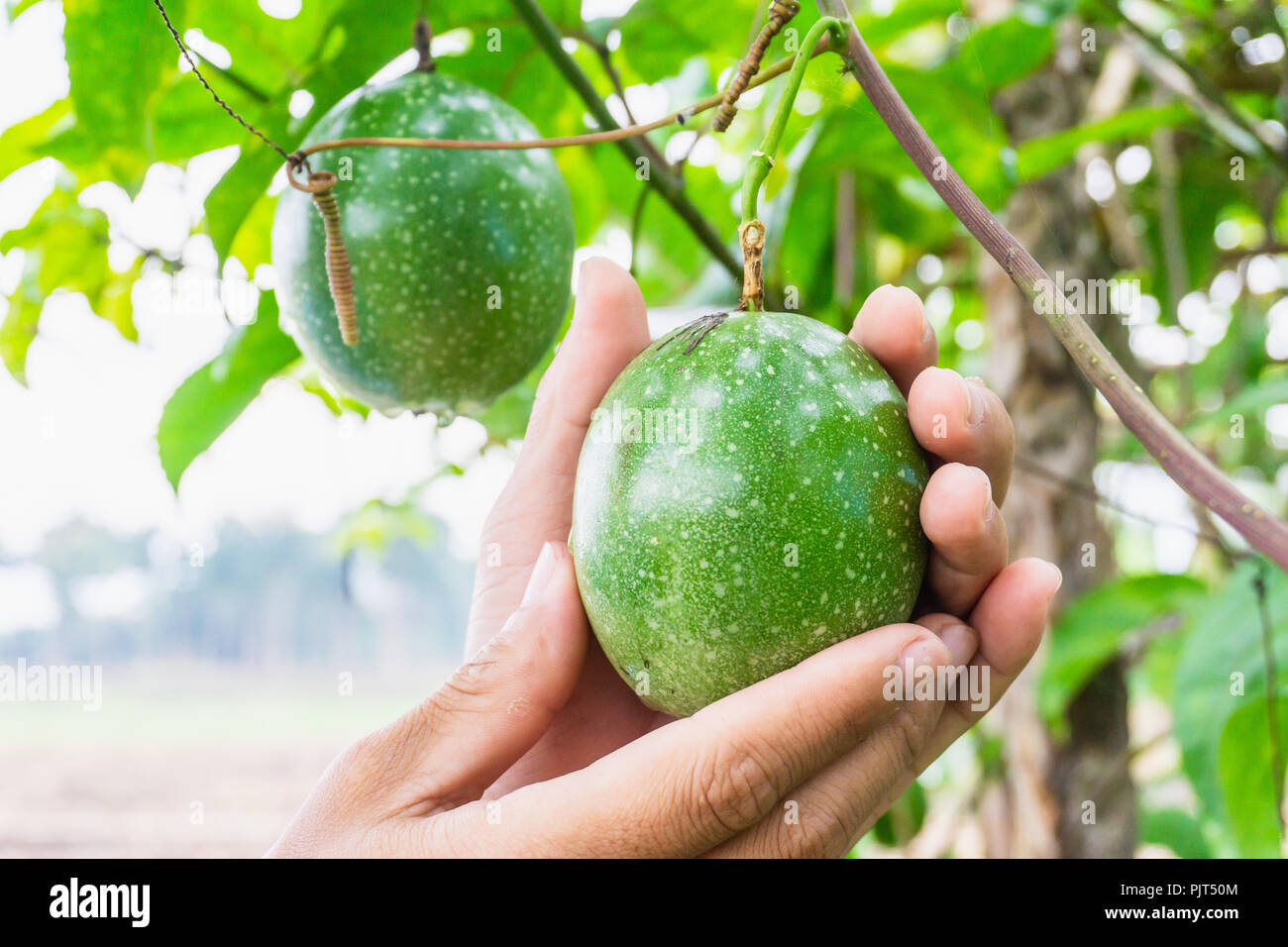 Leidenschaftlich an der Pflanze hat einen angenehmen grünen Blättern. Stockfoto