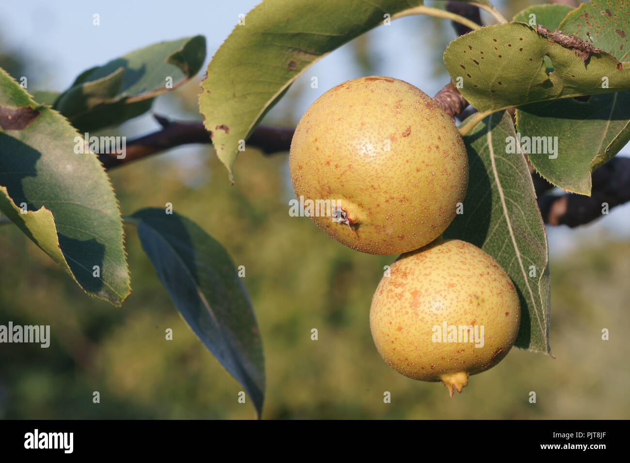 Frucht der Quitten - Cydonia Stockfoto