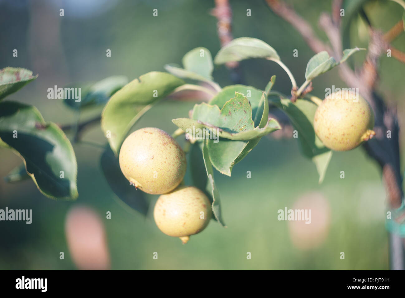 Frucht der Quitten - Cydonia Stockfoto