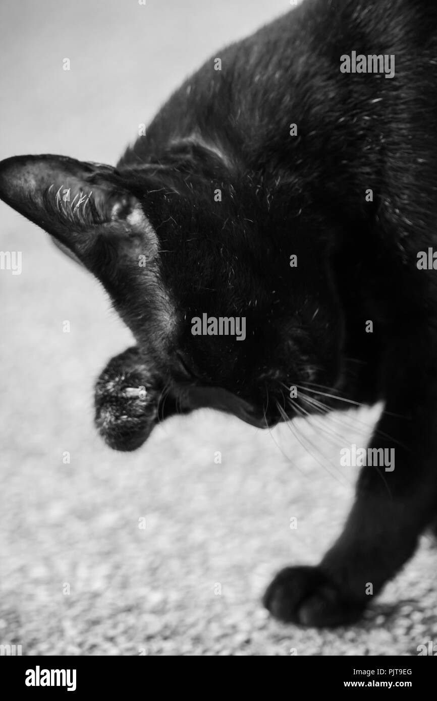 Schwarze Katzen kratzen ihr Fell Selbstreinigende Stockfoto