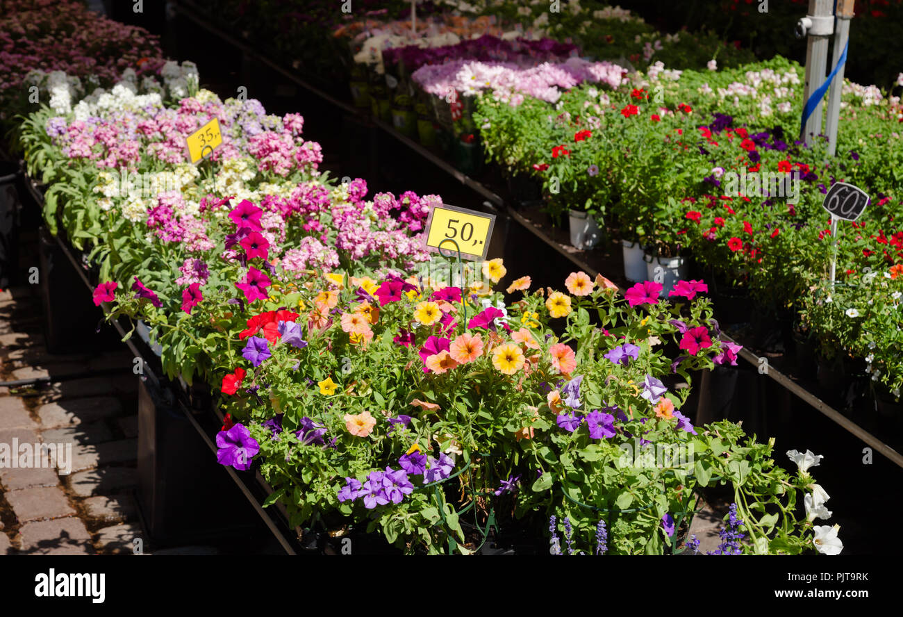 Verschiedene Topfpflanzen Blumen mit Preis tags für Verkauf zu einem Straßenmarkt in Oslo, Norwegen, Skandinavien Stockfoto