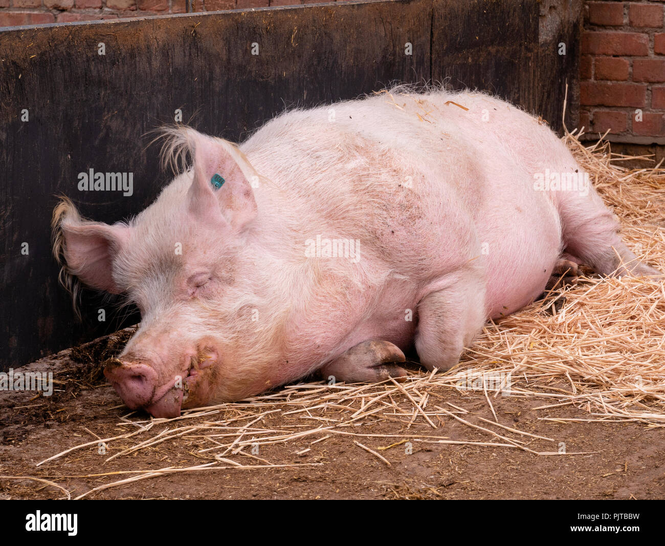 Wie Nennt Man Ein Männliches Schwein www.alamy.de