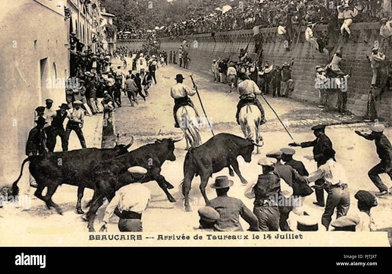 Taureaux de Beaucaire Arrivée le 14 Juillet. Stockfoto